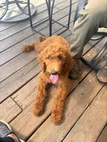 Missy , a female Poodle - Standard  for sale in Hermitage, TN – 2 of 7