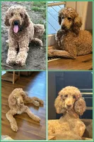 Maggie, a female Poodle - Standard  for sale in Nashville, TN – 4 of 4