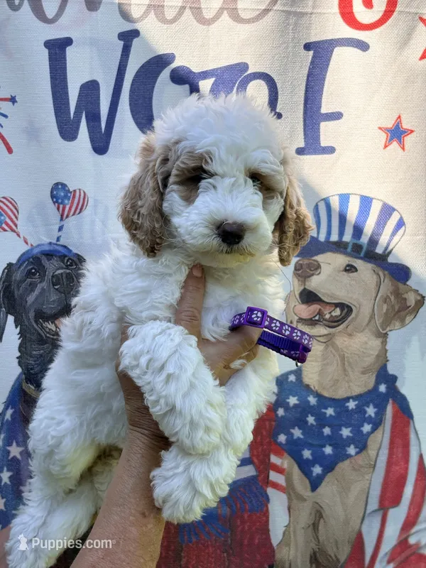 Purple girl – Miniature Goldendoodle puppy for sale in Nashville, TN