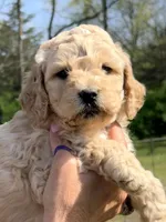 Purple girl, a female Goldendoodle for sale in Nashville, TN – Photo 1 of 4