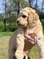 Purple girl, a female Goldendoodle for sale in Nashville, TN – Photo 3 of 4