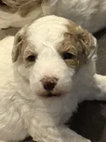 Lavender girl, a female Miniature Goldendoodle for sale in Nashville, TN – Photo 2 of 2