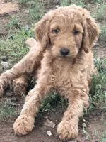 Sophie , a female Poodle - Standard  for sale in Nashville, TN – 2 of 6