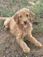 Sophie , a female Poodle - Standard  for sale in Nashville, TN – 5 of 6