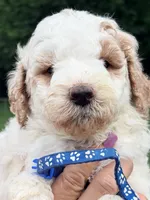 Blue boy , a male Miniature Goldendoodle for sale in Nashville, TN – 2 of 2