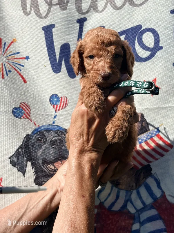 Lucky  – Poodle - Standard  puppy for sale in Nashville, TN