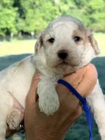 Blue boy , a male Miniature Goldendoodle for sale in Nashville, TN – 2 of 2