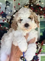 Blue boy , a male Miniature Goldendoodle for sale in Nashville, TN – 1 of 2