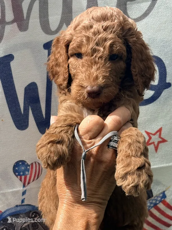 Silver girl – Poodle - Standard  puppy for sale in Nashville, TN