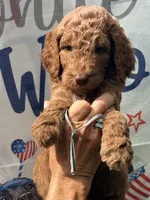Silver girl, a female Poodle - Standard  for sale in Nashville, TN – 1 of 2