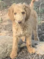 Lucky, a male Poodle - Standard  for sale in Nashville, TN – 2 of 3