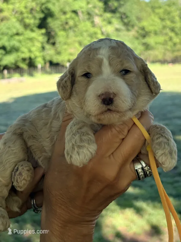 Yellow boy – Miniature Goldendoodle puppy for sale in Nashville, TN
