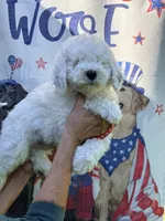 Red boy, a male Miniature Goldendoodle for sale in Nashville, TN – 2 of 3