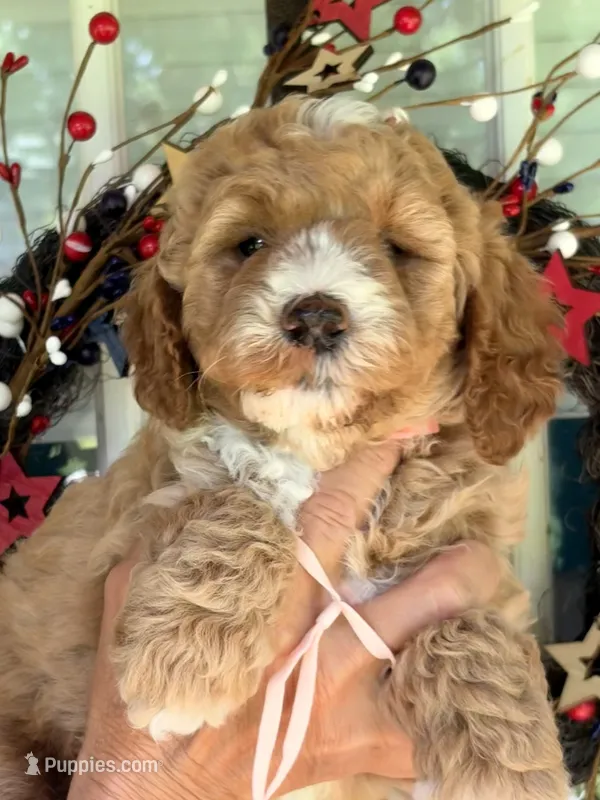 Pink girl – Miniature Goldendoodle puppy for sale in Nashville, TN