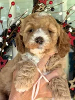 Pink girl, a female Miniature Goldendoodle for sale in Nashville, TN – 1 of 4