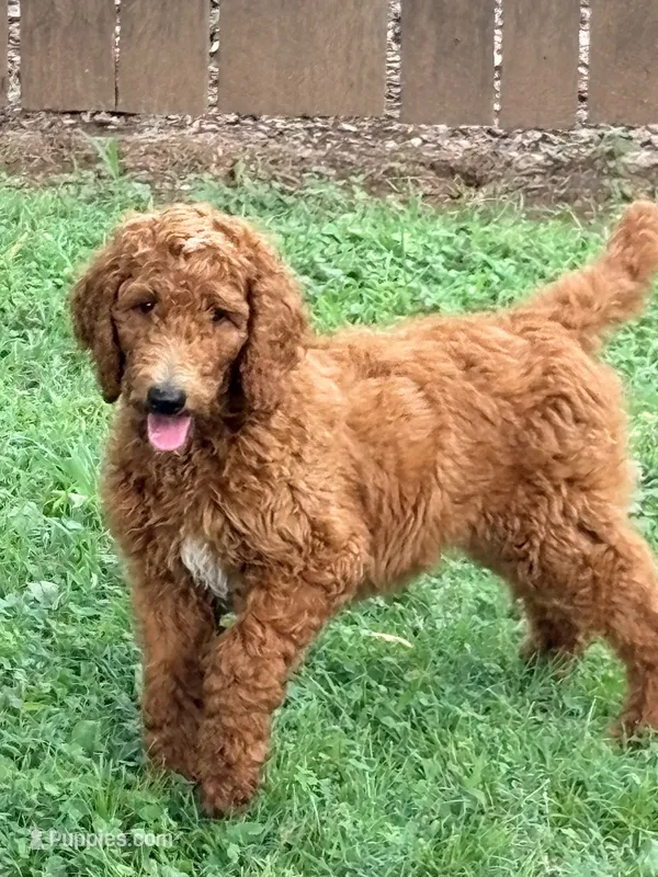 Maggie – Poodle - Standard  puppy for sale in Nashville, TN