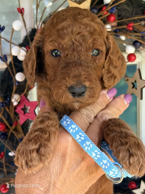 Turquoise girl  – Poodle - Standard  puppy for sale in Nashville, TN