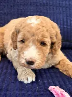 Pink girl, a female Miniature Goldendoodle for sale in Nashville, TN – 3 of 5