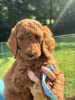 Turquoise girl, a female Poodle - Standard  for sale in Nashville, TN – 2 of 3
