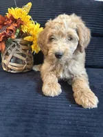 Lime collar , a female Poodle - Miniature  for sale in Hermitage, TN – 3 of 3