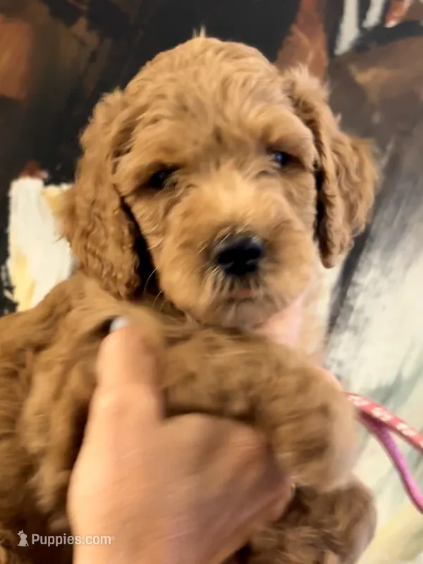 Hot pink girl  – Poodle - Standard  puppy for sale in Hermitage, TN