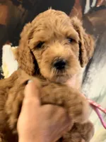 Hot pink girl , a female Poodle - Standard  for sale in Hermitage, TN – 1 of 2