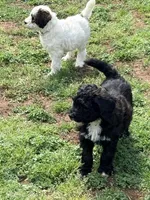 Silver abstract boy, a male Poodle - Standard  for sale in Nashville, TN – Photo 4 of 4