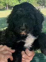 Silver abstract boy, a male Poodle - Standard  for sale in Nashville, TN – Photo 3 of 4