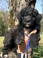 Silver abstract boy, a male Poodle - Standard  for sale in Nashville, TN – Photo 1 of 4