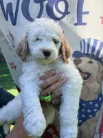 Lime girl, a female Miniature Goldendoodle for sale in Nashville, TN – 1 of 4