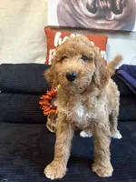 Silver collar , a male Poodle - Standard  for sale in Hermitage, TN – 2 of 2