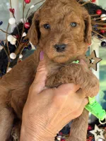 Lime green girl , a female Poodle - Standard  for sale in Nashville, TN – 2 of 2