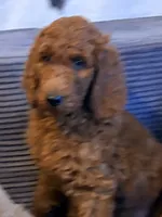 Charlotte, a female Poodle - Standard  for sale in Nashville, TN – 3 of 6