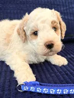 Blue boy , a male Miniature Goldendoodle for sale in Nashville, TN – 5 of 6