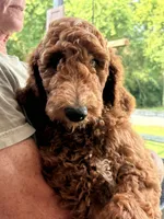 Charlotte , a female Poodle - Standard  for sale in Nashville, TN – 5 of 5