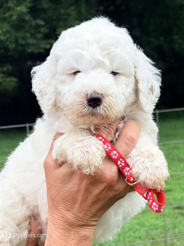 Red boy  – Miniature Goldendoodle puppy for sale in Nashville, TN