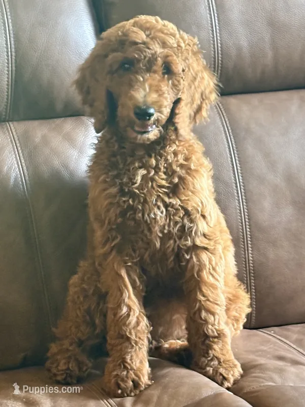Missy  – Poodle - Standard  puppy for sale in Hermitage, TN