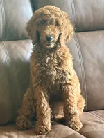 Missy , a female Poodle - Standard  for sale in Hermitage, TN – 1 of 7