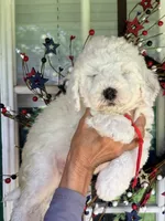 Red boy , a male Miniature Goldendoodle for sale in Nashville, TN – 3 of 3