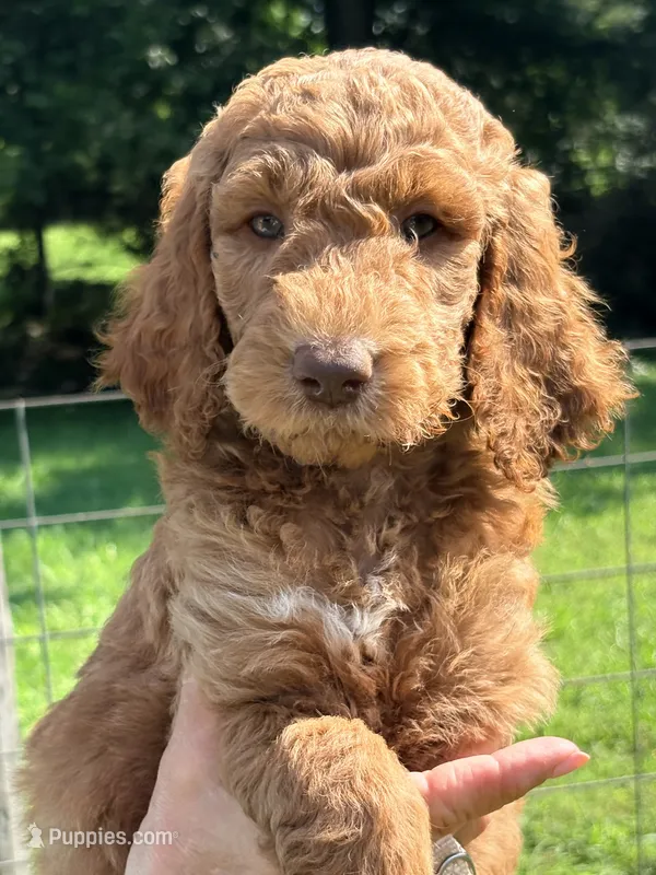 Silver girl  – Poodle - Standard  puppy for sale in Nashville, TN