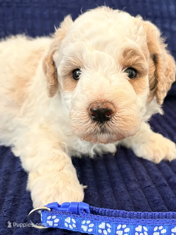 Blue boy  – Miniature Goldendoodle puppy for sale in Nashville, TN