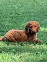 Missy , a female Poodle - Standard  for sale in Hermitage, TN – 3 of 7