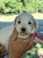 Hot pink girl , a female Miniature Goldendoodle for sale in Nashville, TN – 2 of 2