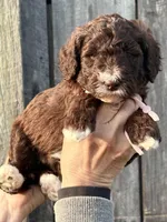 Chocolate girl, a female Poodle - Miniature  for sale in Nashville, TN – Photo 2 of 2