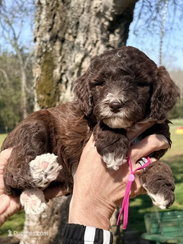 Chocolate girl – Poodle - Miniature  puppy for sale in Nashville, TN