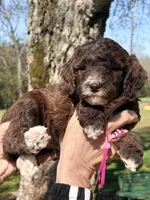 Chocolate girl, a female Poodle - Miniature  for sale in Nashville, TN – Photo 1 of 2