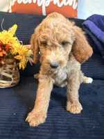 Green collar, a male Poodle - Standard  for sale in Hermitage, TN – 4 of 4