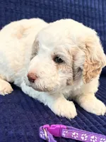 Purple girl, a female Miniature Goldendoodle for sale in Nashville, TN – 2 of 4