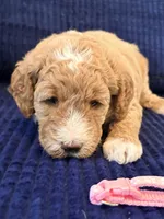 Pink girl, a female Miniature Goldendoodle for sale in Nashville, TN – 5 of 5