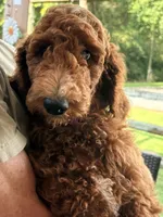 Charlotte , a female Poodle - Standard  for sale in Nashville, TN – 3 of 5